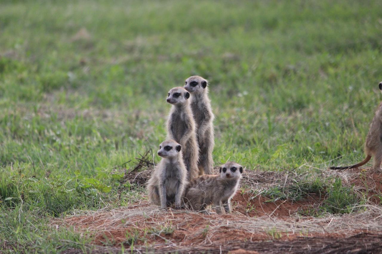 Amohela Ho Spitskop Country Retreat & Conservancy Ficksburg Ngoại thất bức ảnh
